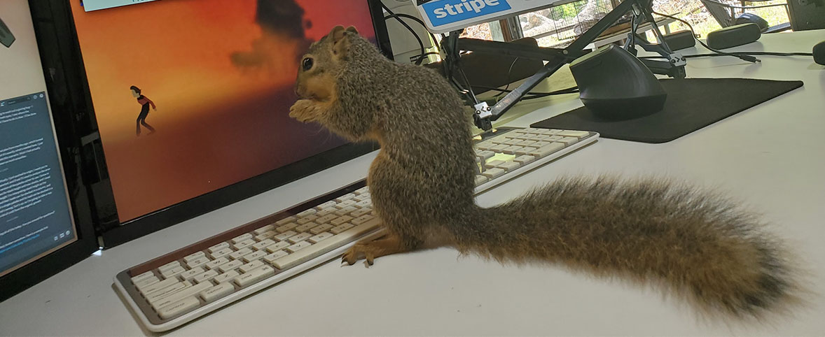 web developing squirrel