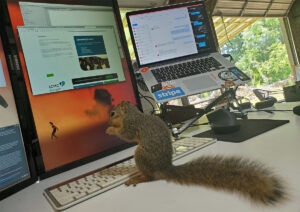 the web design agency squirrel working on a website